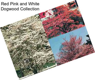 Red Pink and White Dogwood Collection