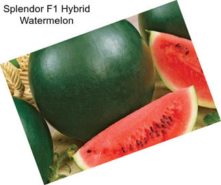 Splendor F1 Hybrid Watermelon