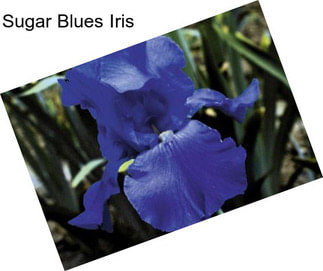 Sugar Blues Iris