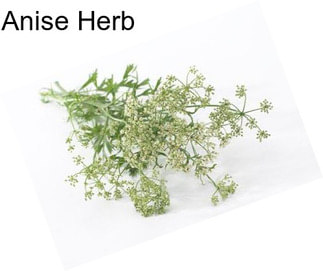 Anise Herb