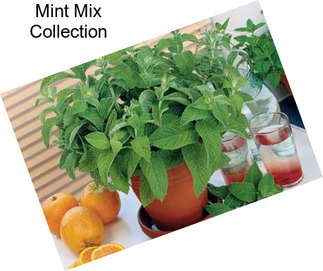 Mint Mix Collection