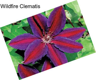 Wildfire Clematis