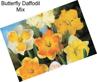 Butterfly Daffodil Mix