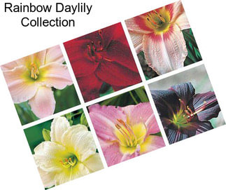 Rainbow Daylily Collection