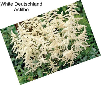 White Deutschland Astilbe