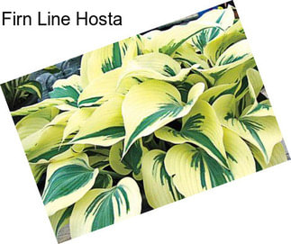 Firn Line Hosta