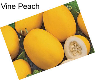 Vine Peach