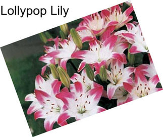 Lollypop Lily
