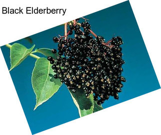 Black Elderberry