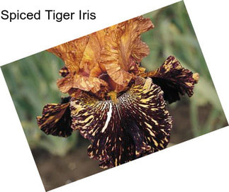 Spiced Tiger Iris