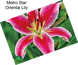 Metro Star Oriental Lily