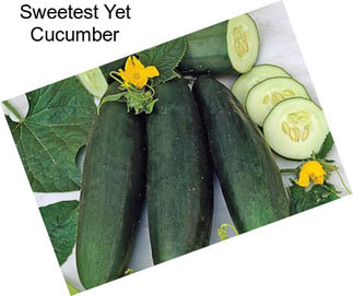 Sweetest Yet Cucumber