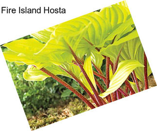 Fire Island Hosta