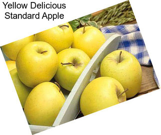 Yellow Delicious Standard Apple