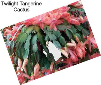 Twilight Tangerine Cactus