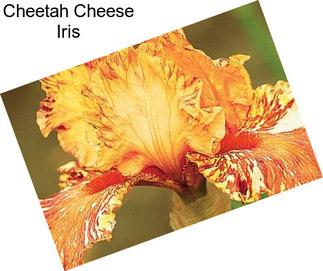 Cheetah Cheese Iris