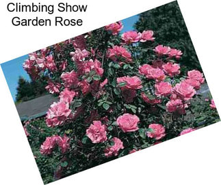 Climbing Show Garden Rose