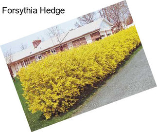 Forsythia Hedge