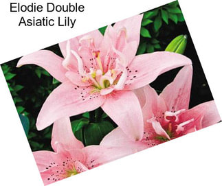 Elodie Double Asiatic Lily