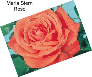 Maria Stern Rose