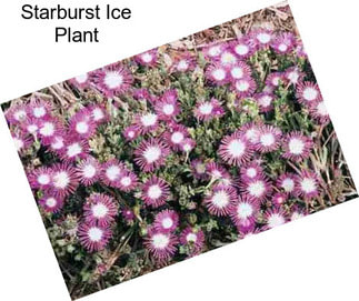 Starburst Ice Plant