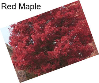 Red Maple