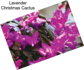 Lavender Christmas Cactus