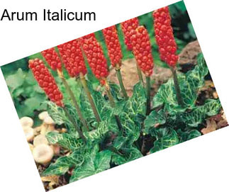 Arum Italicum