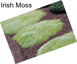 Irish Moss