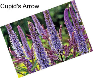 Cupid\'s Arrow