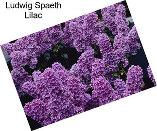 Ludwig Spaeth Lilac