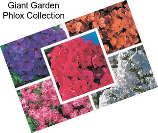Giant Garden Phlox Collection