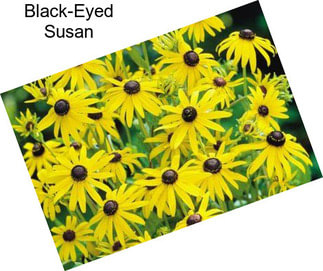 Black-Eyed Susan