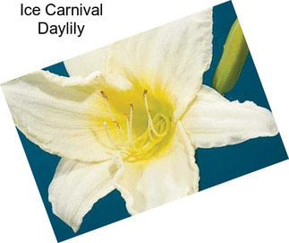 Ice Carnival Daylily