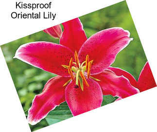 Kissproof Oriental Lily