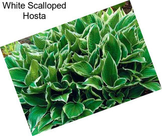 White Scalloped Hosta