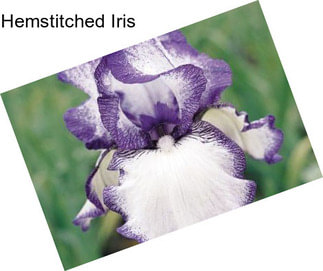Hemstitched Iris