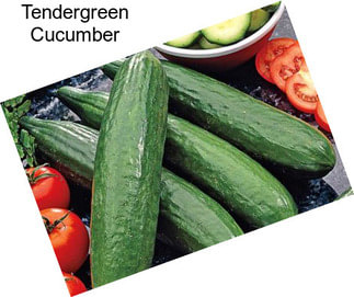 Tendergreen Cucumber