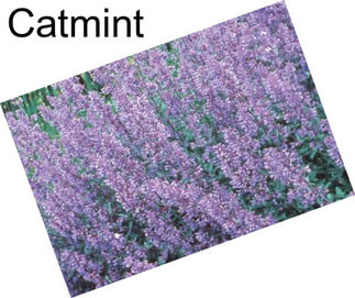 Catmint