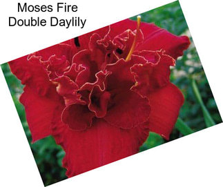 Moses Fire Double Daylily