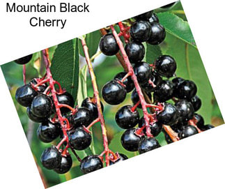 Mountain Black Cherry