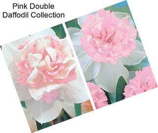 Pink Double Daffodil Collection