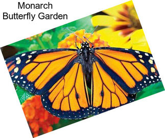 Monarch Butterfly Garden