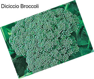 Diciccio Broccoli