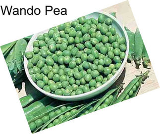 Wando Pea