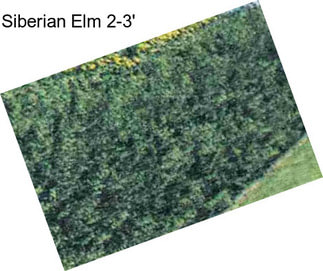 Siberian Elm 2-3\'