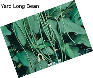 Yard Long Bean