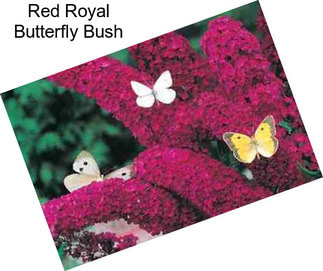 Red Royal Butterfly Bush