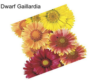 Dwarf Gaillardia