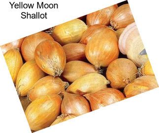 Yellow Moon Shallot